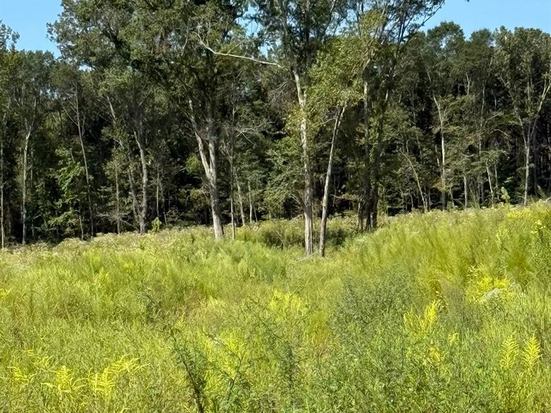 20 Acres in Scott County, MS : Forest : Scott County : Mississippi