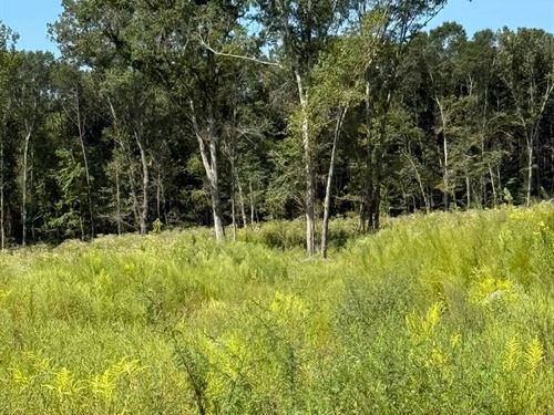 20 Acres In Scott County, MS : Forest : Scott County : Mississippi