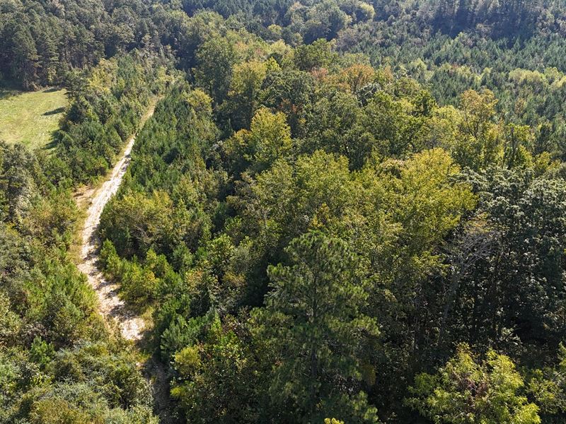 119 Acres, Holtzclaw Hills Tract : Jaksonville : Calhoun County : Alabama