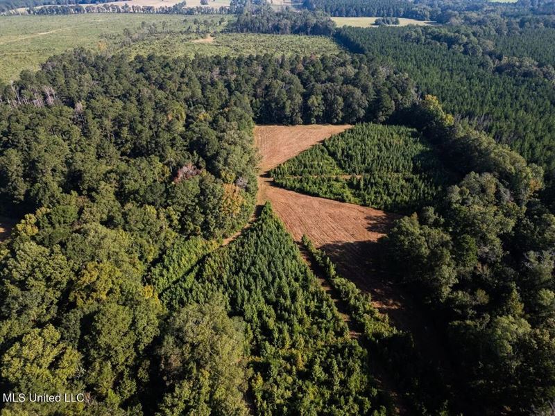 Cotton Creek 169 Acres for Sale : Liberty : Amite County : Mississippi