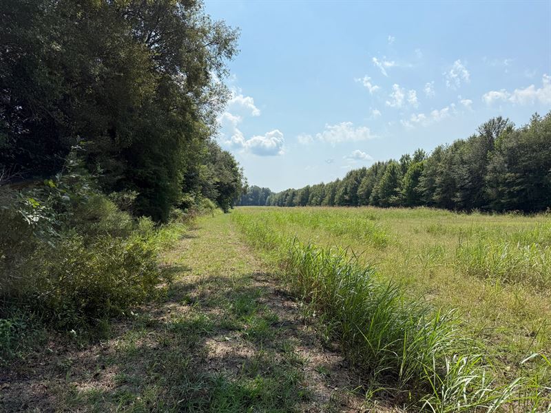 La, Madison 100 Acres : Tallulah : Madison Parish : Louisiana