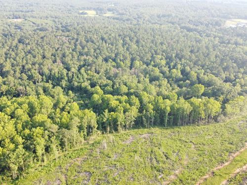 420 Acres, Talladega, AL : Talladega : Alabama