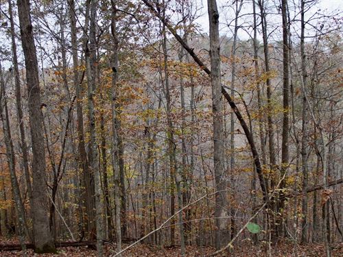 $999 Down Off Grid Land : Hyden : Leslie County : Kentucky