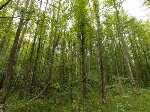 Off Grid Land for $999 Down : Flatwoods : Perry County : Tennessee