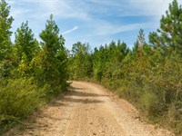 Invest Today, $999 Down : Flatwoods : Perry County : Tennessee