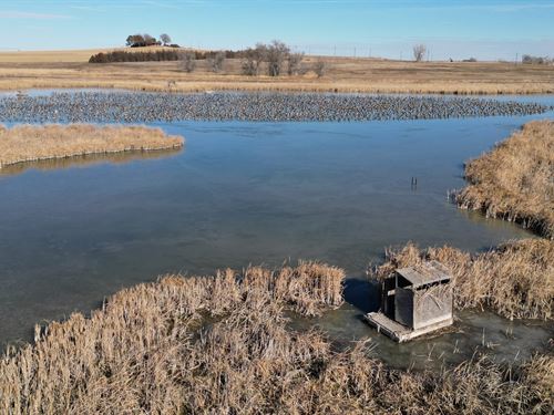 Mallards And Maize : Kersey : Weld County : Colorado