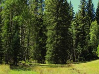 Bugling Elk Valley : Divide : Teller County : Colorado