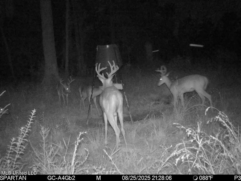 Land for Sale in Tangipahoa Parish : Independence : Tangipahoa Parish : Louisiana