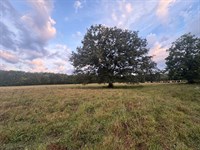 Beautiful Rolling Oaks in Decatur : Decatur : Morgan County : Alabama
