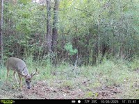 37 Acres in Amite County, Ms : Gloster : Amite County : Mississippi