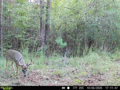 37 Acres in Amite County, Ms : Gloster : Amite County : Mississippi