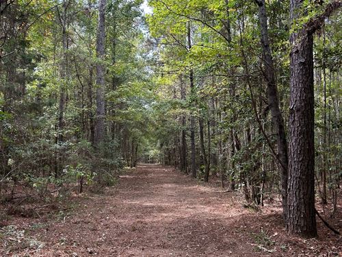 Belleville Hunting And Timber 28 : Repton : Conecuh County : Alabama
