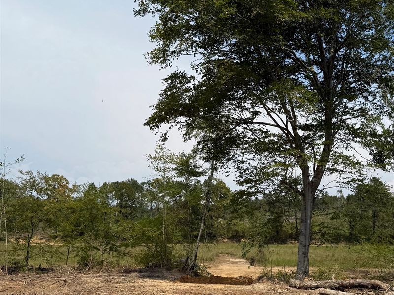 80 Acres in Webster County, MS : Eupora : Webster County : Mississippi