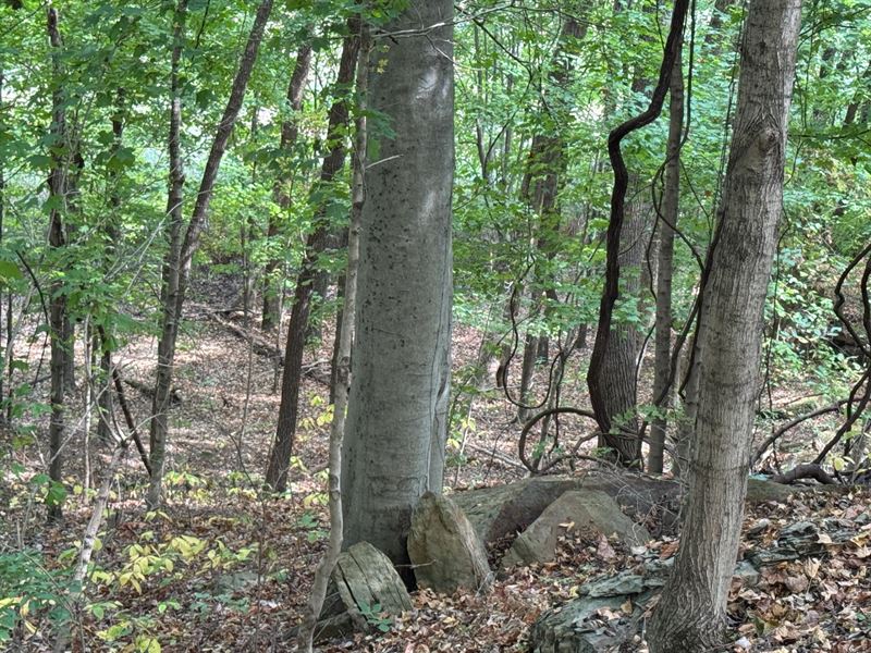 46.5 Acres with A Cabin in Muhlenbe : Graham : Muhlenberg County : Kentucky