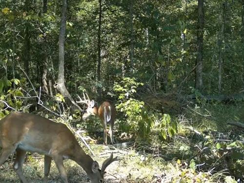 435 Acres In Clay County, MS : West Point : Clay County : Mississippi