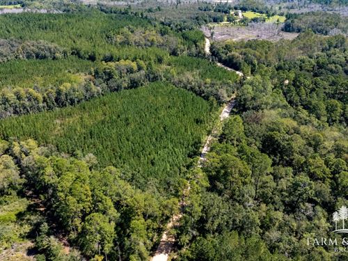 33.29 Ac Catfish Branch Tract : Bonifay : Holmes County : Florida