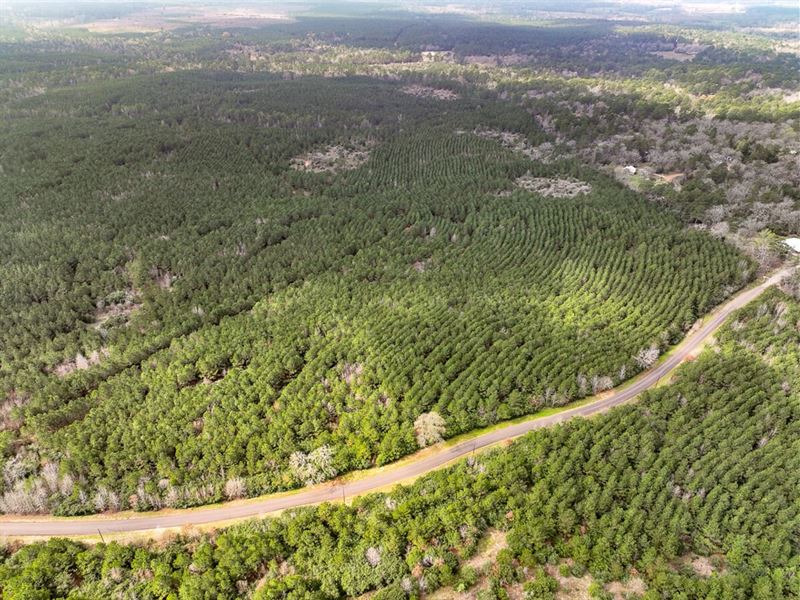 17 Acres, T-20, CR 2145 : Wheeler Springs : Houston County : Texas