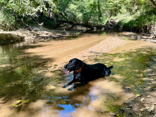 Cedar Creek Furman Black Belt : Furman : Wilcox County : Alabama
