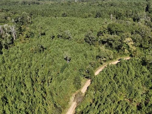 Timberland For Sale Union Parish : Marion : Union Parish : Louisiana