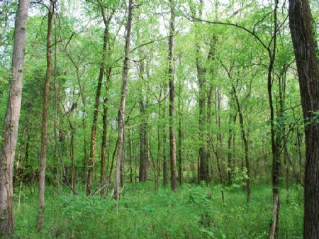 847 Acre Timberland Tract : Chester : Chester County : South Carolina