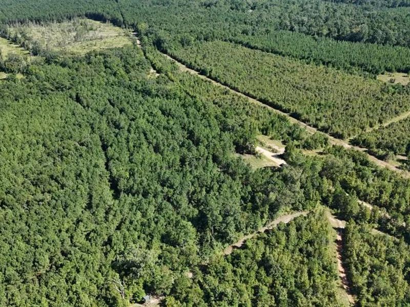 Hunting & Timberland for Sale : Marion : Union Parish : Louisiana