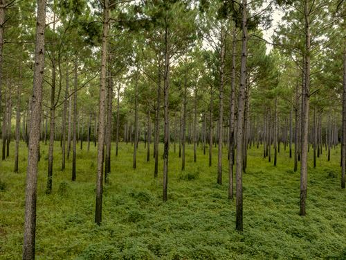 The Golden Farm : Morgan : Calhoun County : Georgia