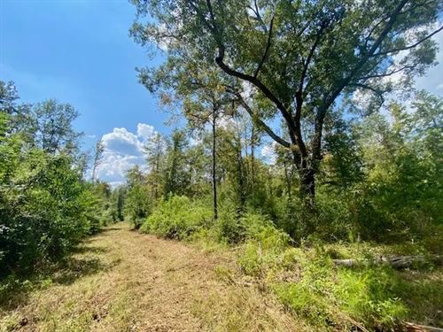 85 Acres On Quinlivan Rd, Magnolia : Magnolia : Pike County : Mississippi