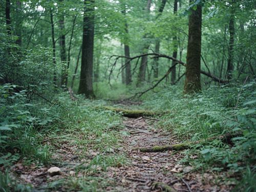 20 Acres in Van Buren County AR : Dennard : Van Buren County : Arkansas