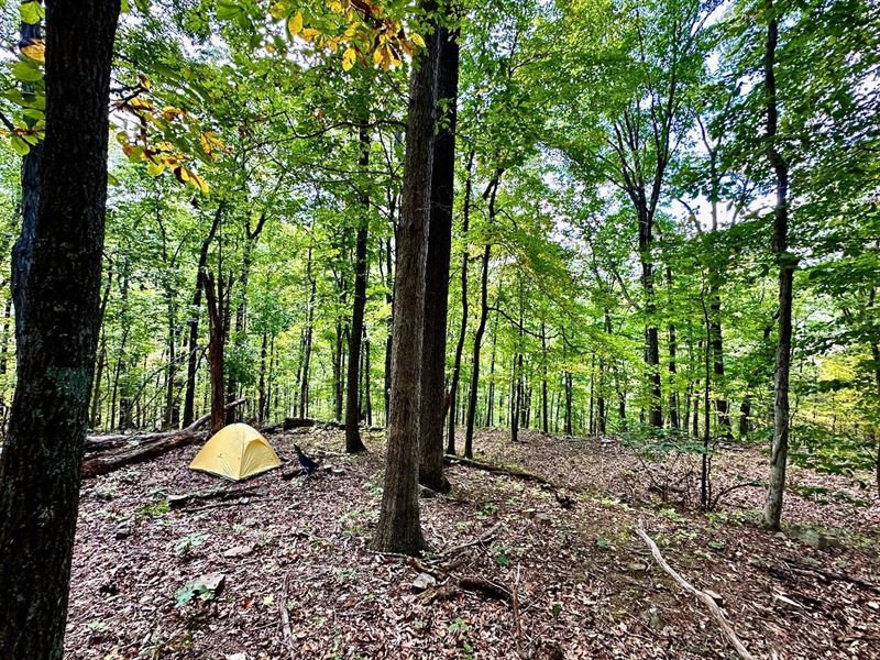 Hogan Hollow 10 Acres in Trout : Troutville : Botetourt County : Virginia