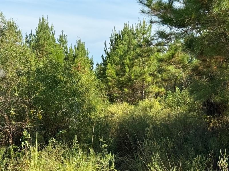 101 Acres Slash Pine & Hardwood : Graceville : Jackson County : Florida