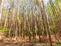 As Low as $499 Down : Lexington : Henderson County : Tennessee