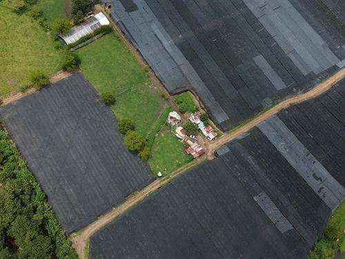 84 Acres Ornamental Plant Product : Cartago : Costa Rica