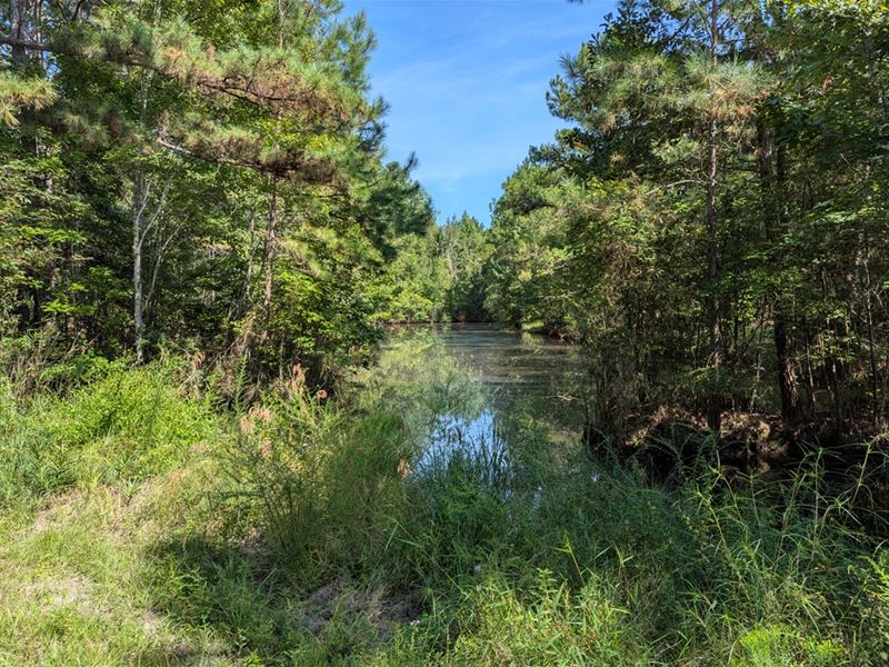Georgia's Great Wildlife Corridor : Huber : Twiggs County : Georgia