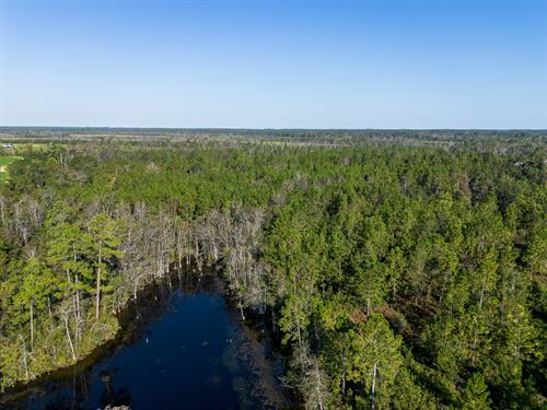 Wooded Country Retreat, 44 Acres : Hazlehurst : Jeff Davis County : Georgia