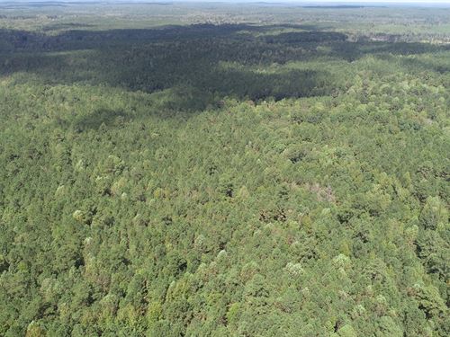 81 Acres In Winston County, MS : Louisville : Winston County : Mississippi