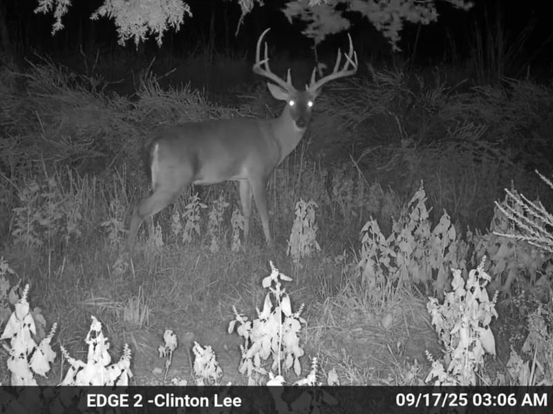 120 Acres, Paved Road Frontag : Clinton : Van Buren County : Arkansas