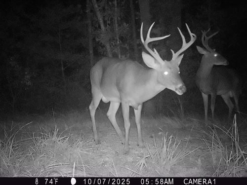 10-057 Gaston Tract : Georgiana : Butler County : Alabama