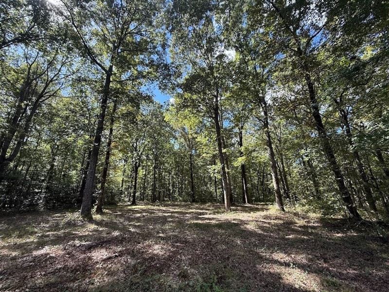 90.32 Acres of Farm and Timber Land : Rich Square : Northampton County : North Carolina