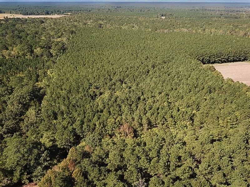 15 Acres of Timberland and Hunting : Whaleyville : Suffolk County : Virginia
