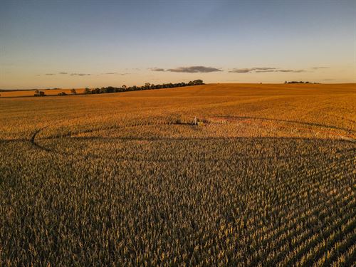 Antelope County Irrigated : Tilden : Antelope County : Nebraska
