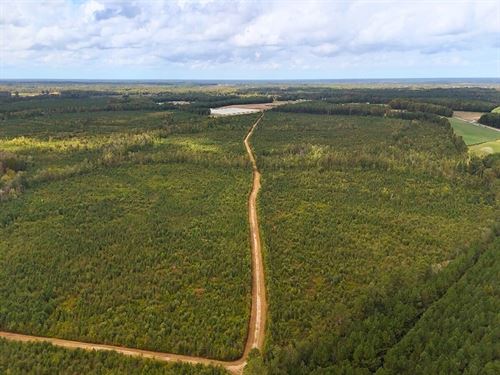 269.6 Acres of Ti : Kenansville : Duplin County : North Carolina