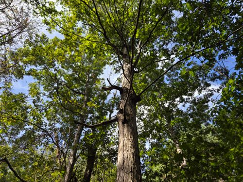 Collinsville I-59 Tract : Collinsville : DeKalb County : Alabama