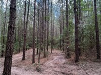 Investment Opportunity With Homeste : Mendenhall : Simpson County : Mississippi