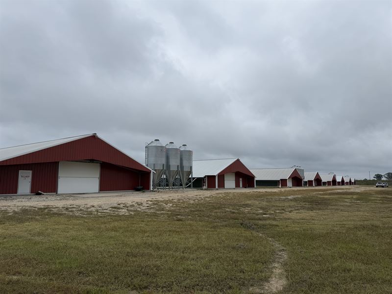 New 8 House Broiler Poultry Farm : Rochelle : Wilcox County : Georgia