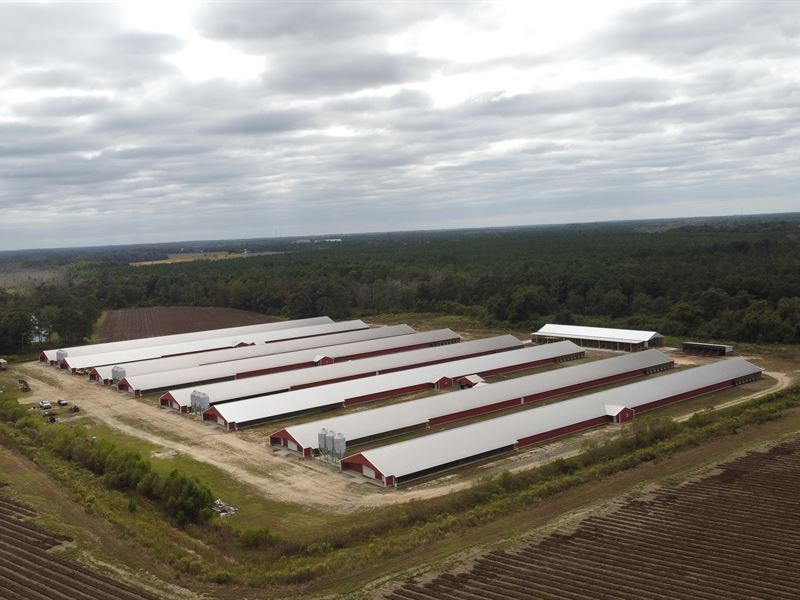 New 8 House Broiler Poultry Farm : Rochelle : Wilcox County : Georgia