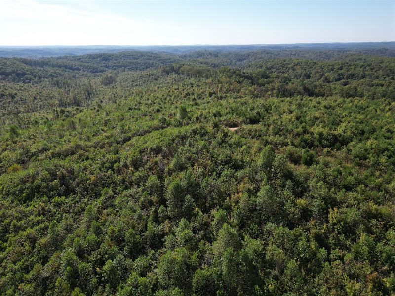Wildcat Tract 110 : Easte Bernstandt : Laurel County : Kentucky