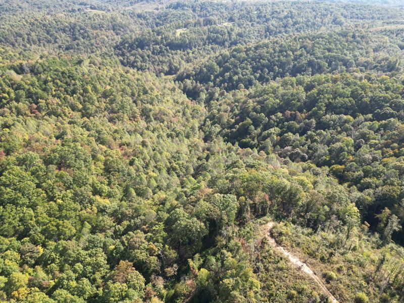 Wildcat Tract 55 : East Bernstandt : Laurel County : Kentucky