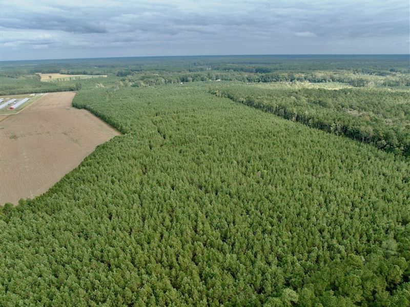 54.42 Acres of Re : Gates : Gates County : North Carolina