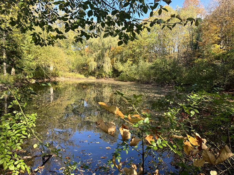 Salmon River Area Woodlands & Pond : Orwell : Oswego County : New York