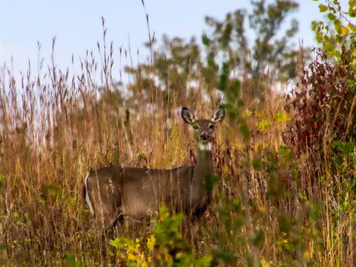 Wd80 Outdoors : Weston : Saunders County : Nebraska